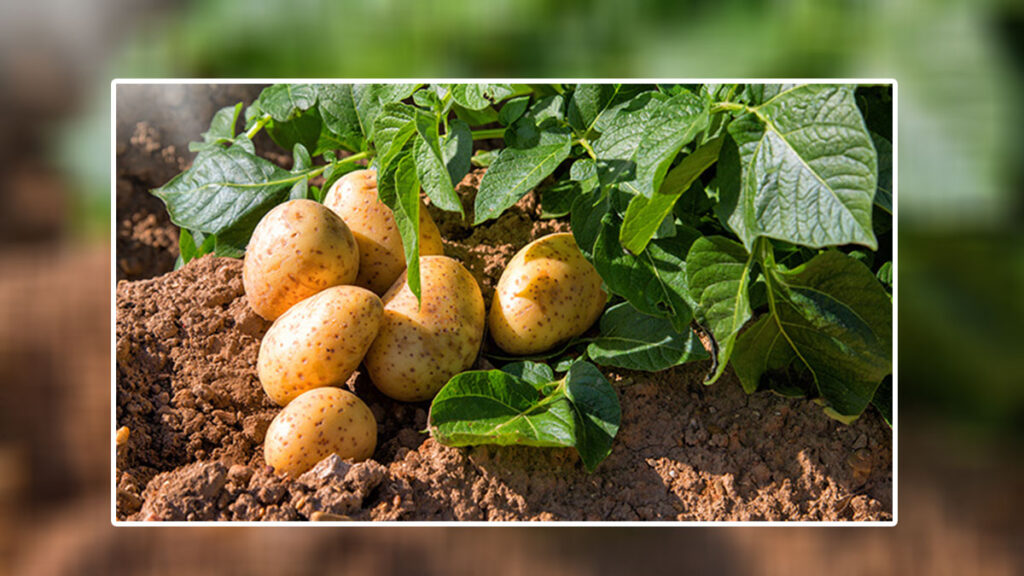 Adopt these 5 modern techniques in potato cultivation, you will have a great crop