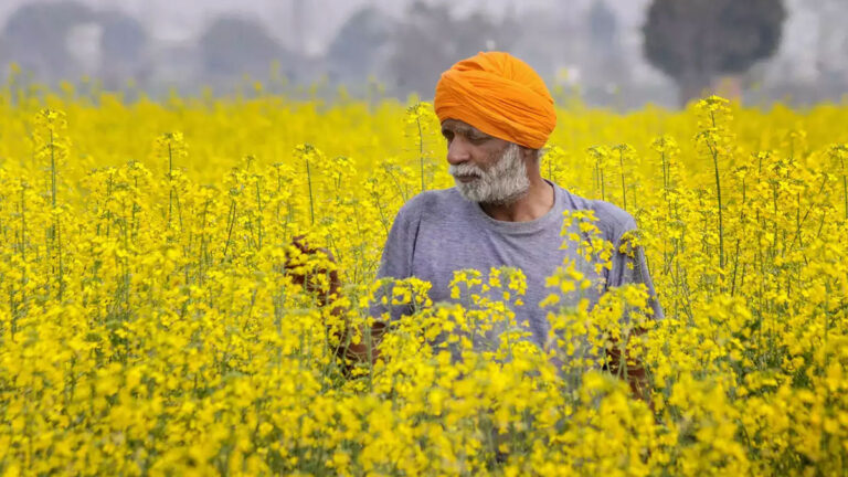 मुस्तार्ड की खेती में अंकुरण की समस्या से बचने के लिए किसान अपनाएं ये 5 उपाय